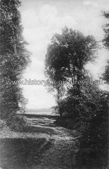 A Lane near Southminster, Essex. c.1905